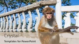  Presentation with anuradhapura - PPT layouts consisting of monkeys-in-anuradhapura-sri-lanka background and a  colored foreground