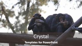  Presentation with safari - Audience pleasing presentation design consisting of monkeys-in-israeli-safari backdrop and a dark gray colored foreground