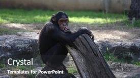  Presentation with safari - Cool new slide set with monkeys-in-israeli-safari backdrop and a dark gray colored foreground