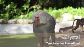  Presentation with safari - Amazing presentation theme having monkeys-in-israeli-safari backdrop and a gray colored foreground
