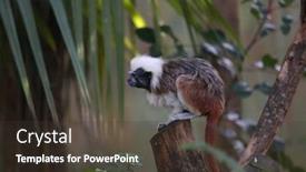  Presentation with safari - Colorful presentation enhanced with monkeys-in-israeli-safari backdrop and a tawny brown colored foreground