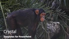  Presentation with safari - Audience pleasing presentation theme consisting of monkeys-in-israeli-safari backdrop and a dark gray colored foreground