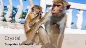  Presentation with tropical forest - Slides enhanced with monkeys-in-the-tropical-forest background and a  colored foreground