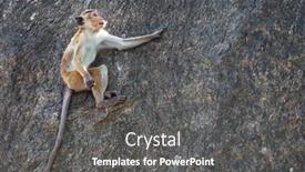  Presentation with tropical forest - PPT theme having monkeys-in-the-tropical-forest background and a  colored foreground