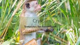  Presentation with tropical forest - Theme enhanced with monkeys-in-the-tropical-forest background and a  colored foreground