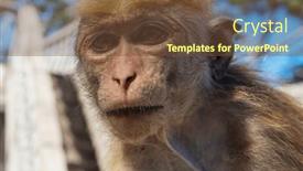  Presentation with tropical forest - Presentation theme having monkeys-in-the-tropical-forest background and a  colored foreground