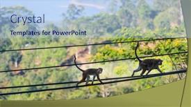  Presentation with wires - Presentation design with monkeys-walking-on-wires background and a light blue colored foreground