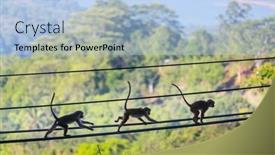  Presentation with wires - Presentation theme enhanced with monkeys-walking-on-wires background and a  colored foreground