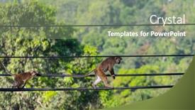  Presentation with wires - Slide set with monkeys-walking-on-wires background and a  colored foreground