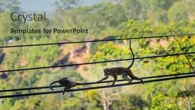  Presentation with wires - PPT theme consisting of monkeys-walking-on-wires background and a  colored foreground