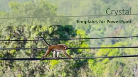  Presentation with wires - PPT theme enhanced with monkeys-walking-on-wires background and a  colored foreground