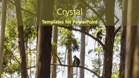  Presentation with sri lanka - Theme enhanced with monkeys-walking-on-wires background and a  colored foreground