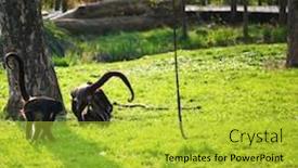  Presentation with zoo - PPT layouts having monkeys zoo very happy background and a yellow colored foreground