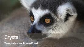 Presentation with lemur - Cool new presentation theme with monky - portrait of a ring-tailed lemur backdrop and a gray colored foreground