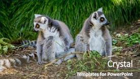  Presentation with lemur - PPT layouts with monky - ring-tailed lemur lemur catta background and a tawny brown colored foreground