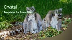  Presentation with lemur - Slide deck featuring monky - ring-tailed lemur lemur catta background and a forest green colored foreground