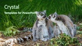  Presentation with lemur - Colorful PPT theme enhanced with monky - ring-tailed lemur lemur catta backdrop and a forest green colored foreground