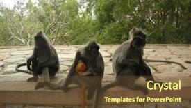  Presentation with baby - Presentation consisting of monky - small troop of monkies one background and a tawny brown colored foreground