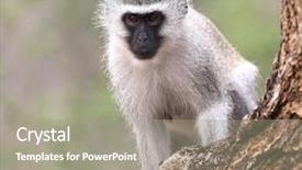  Presentation with kruger - Colorful presentation enhanced with monky - wild velvet monkey in kruger backdrop and a gray colored foreground