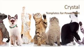  Presentation with cats - Slide deck with golden team - lovely large group of cats background and a cream colored foreground