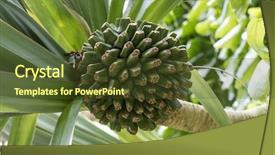  Presentation with tropical fruit - PPT layouts having monocots plants - fruit of a tropical common background and a  colored foreground