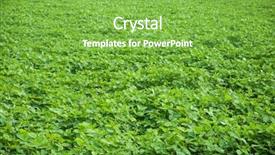  Presentation with field - Beautiful PPT theme featuring moong lentil field in india backdrop and a seafoam green colored foreground