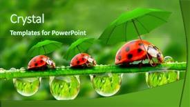  Presentation with ladybugs - Colorful PPT theme enhanced with monsoon weather - funny picture from nature little backdrop and a forest green colored foreground