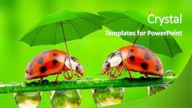  Presentation with ladybugs - Slide set enhanced with monsoon weather - funny picture from nature little background and a shamrock green colored foreground
