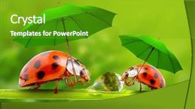  Presentation with ladybugs - Presentation design featuring monsoon weather - funny picture from nature little background and a shamrock green colored foreground