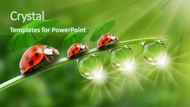  Presentation with ladybugs - Audience pleasing theme consisting of umbrella walking on a dewy backdrop and a tawny brown colored foreground