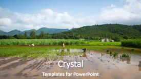  Presentation with village india - Colorful presentation theme enhanced with view of a rice paddy backdrop and a coral colored foreground