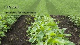  Presentation with cotton - PPT theme consisting of row of growing cotton field background and a seafoam green colored foreground