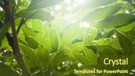  Presentation with plants - Beautiful slides featuring urban tree - soft sun rays through thick backdrop and a tawny brown colored foreground