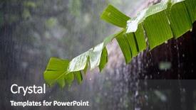  Presentation with tropical rainforest - Cool new presentation with torrential rain in the tropical backdrop and a dark gray colored foreground