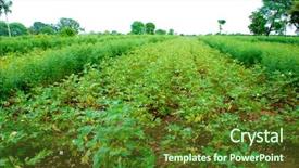  Presentation with lentils - Slide set consisting of monsoon weather - vast field of growing cotton background and a tawny brown colored foreground