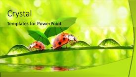  Presentation with ladybugs - PPT layouts having monsoon weather - funny picture from nature little background and a yellow colored foreground