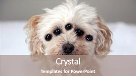  Presentation with mad scientist - Theme consisting of monster dog five eyed monster background and a coral colored foreground