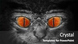  Presentation with funny animal - Presentation consisting of monster face picture of funny background and a dark gray colored foreground