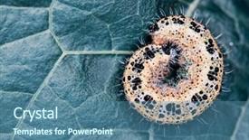  Presentation with caterpillar - PPT theme with monster high - caterpillar sleeping on a blue background and a ocean colored foreground