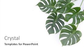  Presentation with green nature - Presentation design with monstera-green-leaf-isolated background and a white colored foreground