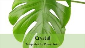  Presentation with isolated fall oak leaf - Slide deck featuring monstera leaf isolated on white background and a yellow colored foreground