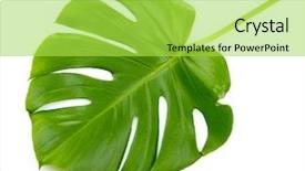  Presentation with isolated fall oak leaf - Slide set consisting of monstera leaf isolated on white background and a yellow colored foreground