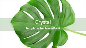  Presentation with monstera google - Theme consisting of monstera leaf isolated on white background and a tawny brown colored foreground