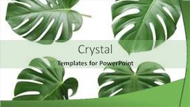  Presentation with tropical - Beautiful theme featuring monstera-leaf-tropical-evergreen-plant backdrop and a seafoam green colored foreground