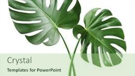  Presentation with tropical - PPT layouts with monstera-leaf-tropical-evergreen-plant background and a mint green colored foreground