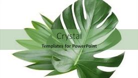  Presentation with tropical - Colorful slide deck enhanced with monstera-leaf-tropical-evergreen-plant backdrop and a seafoam green colored foreground