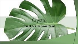  Presentation with monstera google - Theme having monstera-leaf-tropical-evergreen-plant background and a seafoam green colored foreground