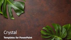  Presentation with tropical - Presentation design consisting of monstera-leaf-tropical-plant background and a tawny brown colored foreground