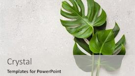  Presentation with tropical - PPT layouts having monstera-leaf-tropical-plant background and a light gray colored foreground