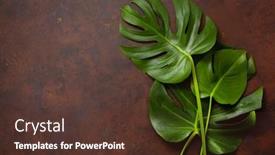  Presentation with tropical - Cool new PPT layouts with monstera-leaf-tropical-plant backdrop and a tawny brown colored foreground